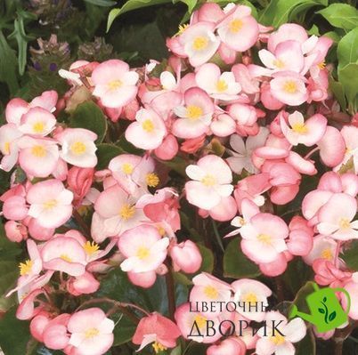 Бегонiя Super Olympia Bicolor pro-begsupolybic-1000 фото