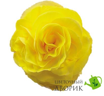 Бегония Fortune F1 Yellow pro-Fortuneyellow-1000 фото