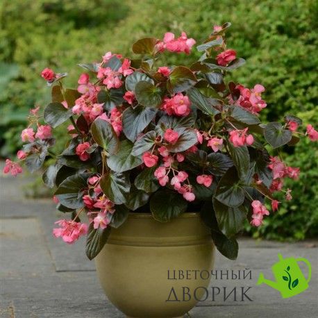 Бегония Megawatt Rose Bronze Leaf pro-begmegrosbrolea-100 фото