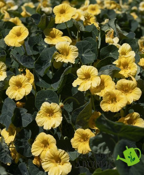 Настурция Baby Yellow New2027 pro-BabyYellow-1000 фото