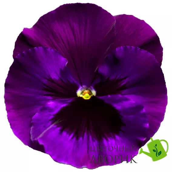 Вiола Delta Pro F1 Neon Violet pro-DeltaNeonViolet-1000 фото