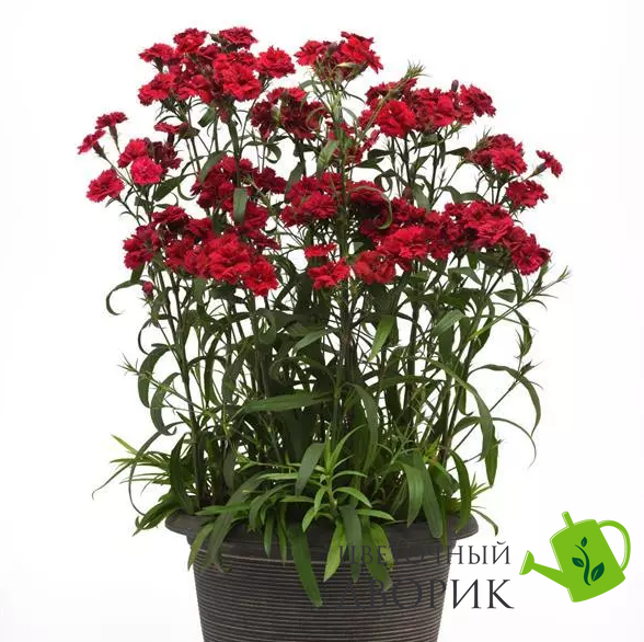 Гвоздика Dynasty Red pro-gvodynrednew202-500 фото