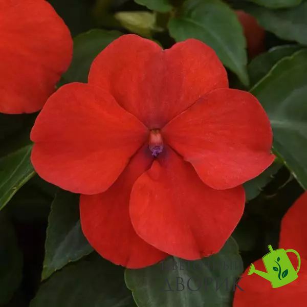 Бальзамин Beacon Bright Red pro-balbeabrired-1000 фото