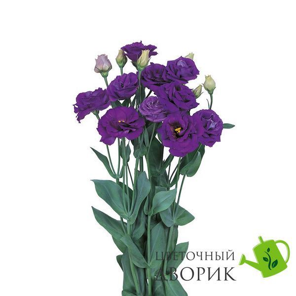 Eустома Rosita 4 Blue II New2027 pro-Rosita4Blue-1000 фото