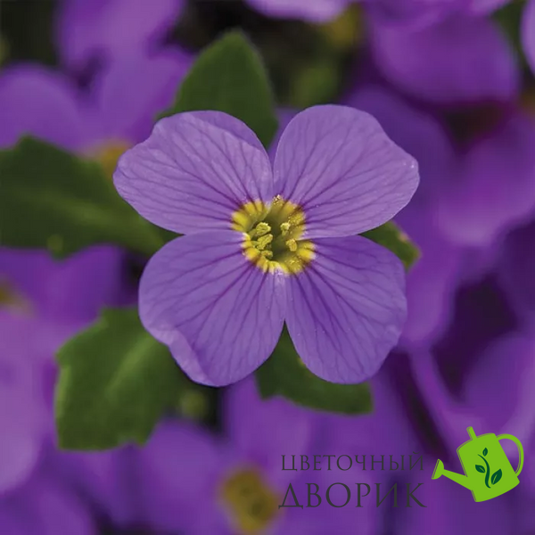 Обрієта гібридна Audrey F1 Light Blue AudreyLightBlue фото