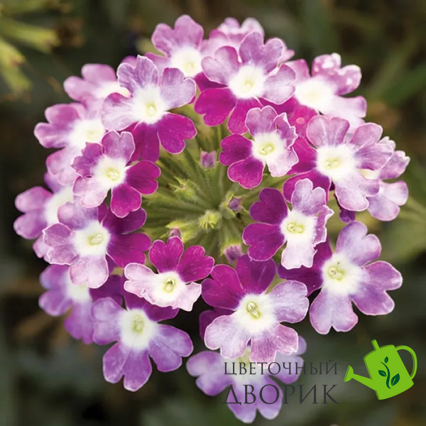 Вербена Obsession Cascade Violet Twister ObsessionCascadeVioletTwi фото
