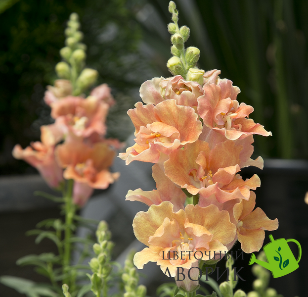Львиный зев Twinny F1 Peach TwinnyPeach фото