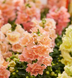 Львиный зев Twinny F1 Peach TwinnyPeach фото 1