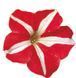 Петуния Falcon F1 Red White pro-FalconRedWh-1000 фото 3