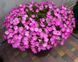 Петуния Opera Supreme F1 Pink Morn pro-petopesupf1pinmor-1000 фото 2
