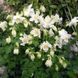 Аквілегія Spring Magic White pro-akvsprmagwhi-1000 фото 3
