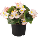 Бегонiя Super Olympia Bicolor pro-begsupolybic-1000 фото 1