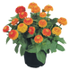 Циннiя Zinnita Orange pro-cinzinora-500 фото 1