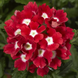 Вербена Tuscany Scarlet with Eye TuscanyScarletEye фото 1