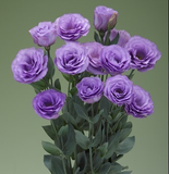 Еустома Croma F1 3 Lavender  pro-Croma3Lavender-1000 фото