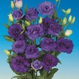 Эустома ABC F1 Blue 2 pro-ABCBlue2-100 фото