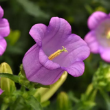 Дзвоник Campana Lilac pro-CampanaLilac-500 фото