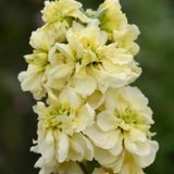 Маттіола Column Miracle Gold pro-matcolmirgol-5000 фото