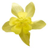 Аквилегия Spring Magic Yellow pro-akvsprmagyel-1000 фото