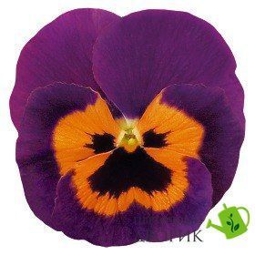 Виола Inspire F1 Purple&Orange InspirePurple&Orange фото