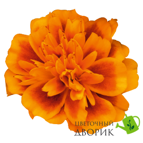 Тагетес Super Hero Orange Bee SuperHeroOrangeBee фото