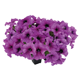 Петуния Success!360 F1 Purple Vein pro-Success!360PurpleV-500s фото