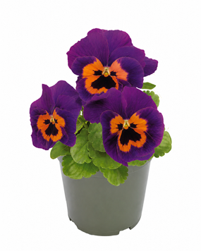 Віола Inspire F1 Purple&Orange InspirePurple&Orange фото