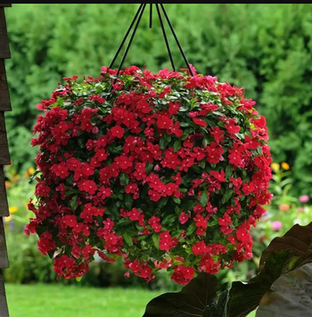Винка Mediterranean XP Red pro-vinmedxpred-1000 фото