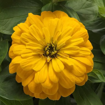 Циннія Zesty Yellow pro-ZestyYellow-1000 фото