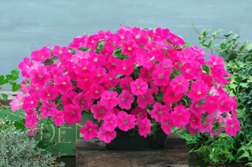 Петуния Opera Supreme F1 Rose pro-OperaSupremeF1Rose-1000 фото
