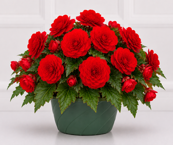 Бегония Nonstop Joy F1 Red NonstopJoyRed фото