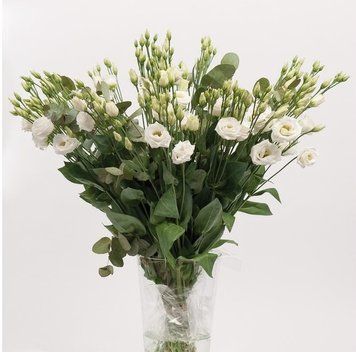 Eустома Rosita 4 Pure White pro-Rosita4PureWhite-1000 фото