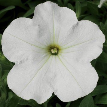 Петунiя Hurrah F1 White pro-HurrahWhite-1000 фото