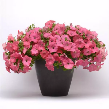 Петуния Easy Wave F1 Coral Reef pro-peteaswavf1corree-100 фото