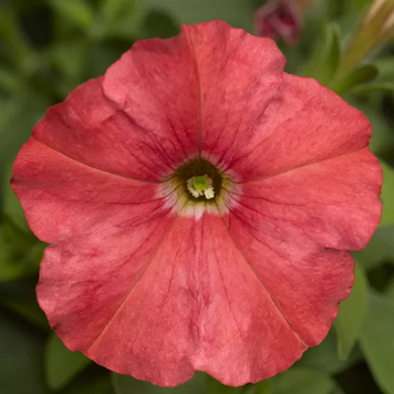 Петуния Picobella F1 Salmon  pro-petpicf1salimp-1000dr фото