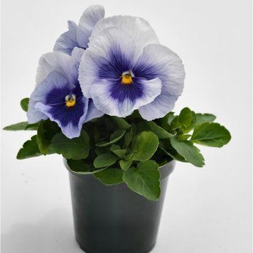 Вiола Inspire Plus F1 Metallic Blue Blotch pro-inspirePlusMetallicBBl-500 фото
