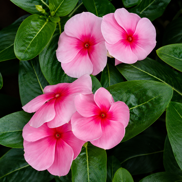 Винка Victory Light Pink with Red Eye pro-vinvicligpinwitredeye-1000 фото