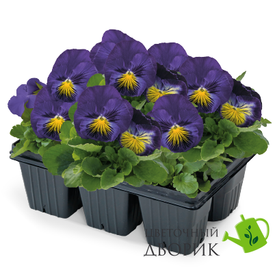 Виола Cats PLus F1 Blue&Yellow  pro-viocatpluf1blunew202-500 фото