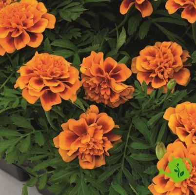 Тагетес Super Hero Orange Bee SuperHeroOrangeBee фото