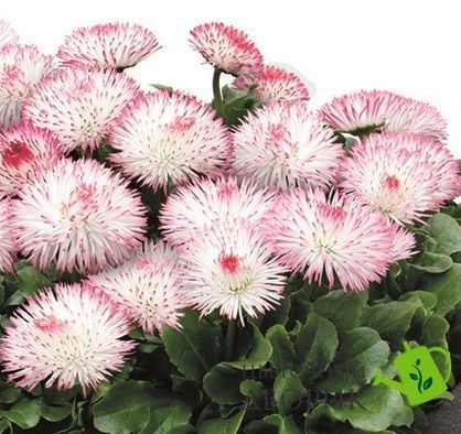 Маргаритка Habanera Rose HabaneraRose фото