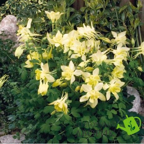 Аквілегія Spring Magic Yellow pro-akvsprmagyel-1000 фото