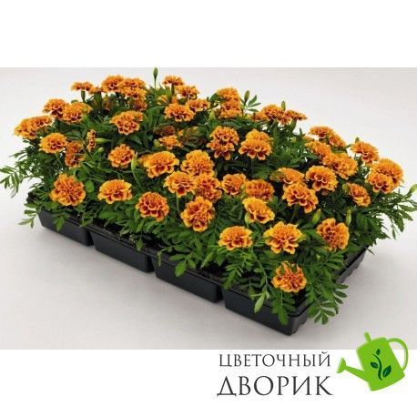 Тагетес Super Hero Orange Bee SuperHeroOrangeBee фото