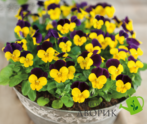 Виола рогатая Admire F1 Yellow Purple Wing  pro-AdmireYellowPurW-1000 фото