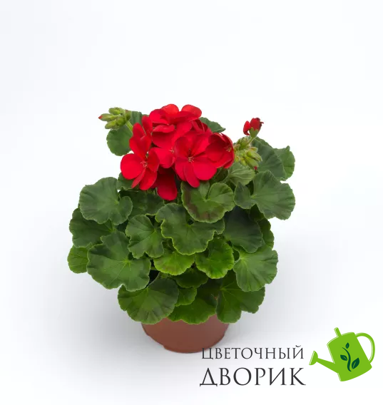 Пеларгония Multibloom Red pro-pelmulred-1000 фото