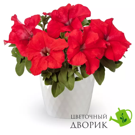 Петунія Duvet F1 Red  pro-petduvf1red-1000s фото