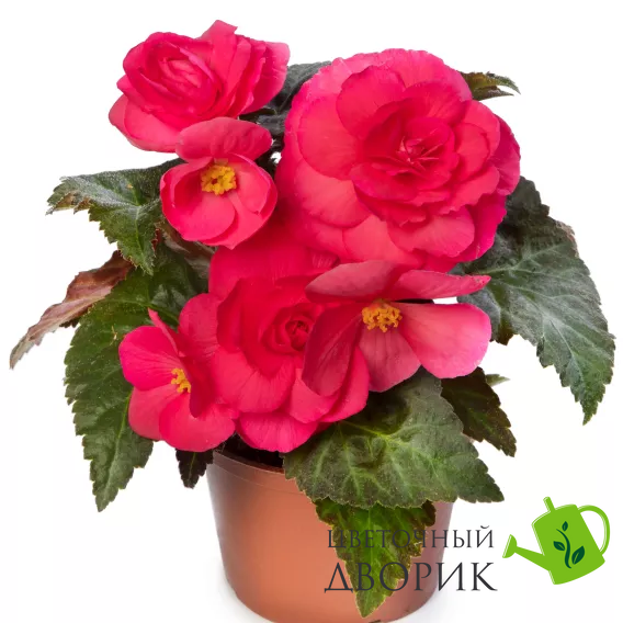 Бегонія Limitless Dark Rose pro-LimitlessDarkRose-1000 фото