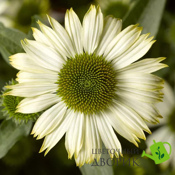 Ехінацея Prairie Splendor Compact White PrairieSplendorCompactWhite фото