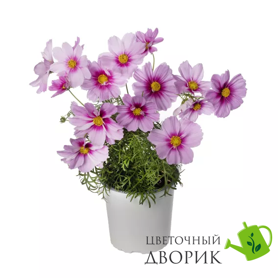Космос Apollo F1 Rose with Eye    фото