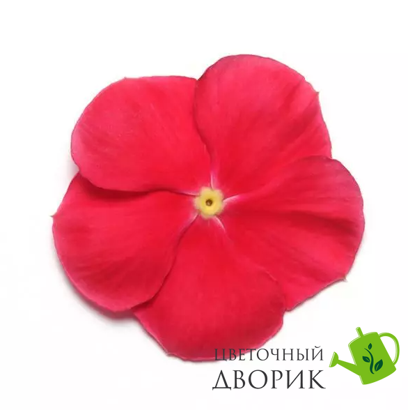 Винка Mediterranean XP Red pro-vinmedxpred-1000 фото