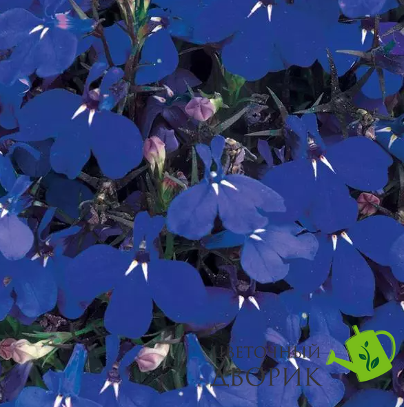 Лобелия Riviera Marine Blue pro-lobrivmarblu-1000 фото